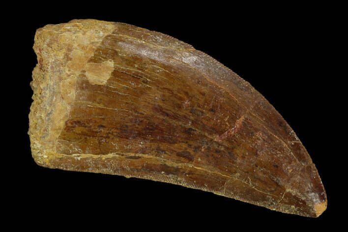Serrated, Carcharodontosaurus Tooth - Real Dinosaur Tooth #121443